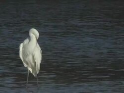 egret drying wings 5 Stock Footage