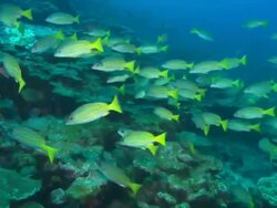 Blue and Gold Snapper school, Costa Rica, Pacific Ocean  Stock Footage