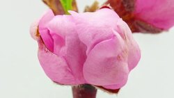 Peach flower blooming against white background in a time lapse Stock Footage