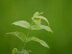 green leaf Stock Footage