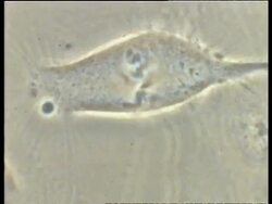 T/L Mitosis of Potoroo cells, cell division, chromosomes, chromatids Stock Footage