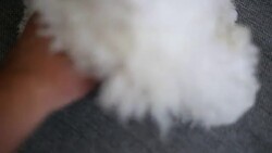 Dog play game with rope toy in woman hand Stock Footage