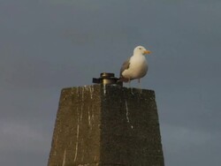 Seagull waiting Stock Footage