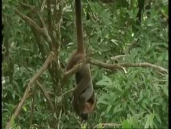 MS Woolly monkey playing with brown capuchin monkey in tree, South America Stock Footage