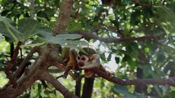 Squirrel monkey on the tree Stock Footage
