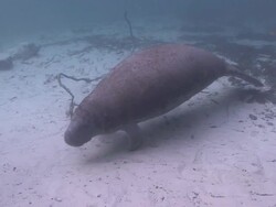 Manatee Stock Footage