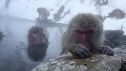 HD VDO: Snow Monkey Stock Footage