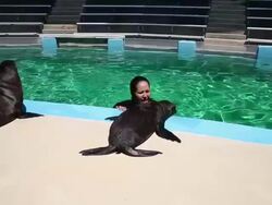 Rescued Sea Lions Get Rehabilitated At Bay Area Six Flags Discovery Kingdom Stock Footage