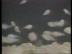 Japan - World's marine resources threatened News Clip