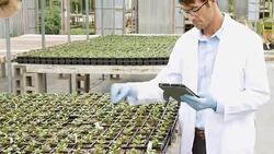 Mid adult scientist conducting plant life experiment in greenhouse Stock Footage