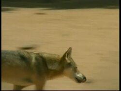 Grey Wolf, Canis lupus, side view, running, disappears behind rocks in desert, MS edited sequence, Israel; SEQUENCE OF CLIPS, SPECIAL TERMS APPLY Stock Footage