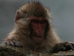 MS Snow Monkey (Japanese Macaque) in Hot Spring / Jigokudani, Nagano, Japan Stock Footage