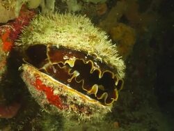 CU Shot of Single thorny oyster attached to reef / Pemba, Cabo Delgado, Mozambique Stock Footage