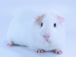 Guinea Pig Stock Footage
