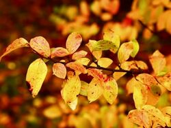 Autumn branch Stock Footage
