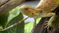 chameleon Stock Footage