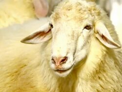 sheep head look at camera Stock Footage
