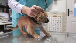 Veterinarian examining puppy Stock Footage