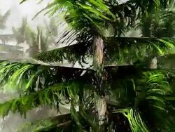 Forest vegetation Stock Footage