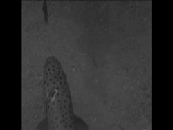 CAN175 GERMAN MAN TRAINS TROUT TO JUMP THROUGH HOOP Instructional Video