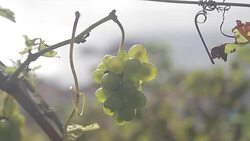 Portugal Aï¿½ores Sï¿½o Miguel vinhas Stock Footage