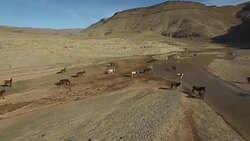 Drone footage of horses running on arid landscape, High Atlas, Morocco Stock Footage