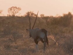 MS Single oryx walking with heat haze  / Central Kalahari Game Reserve, Botswana Stock Footage