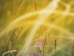 Sunny Grass Stock Footage