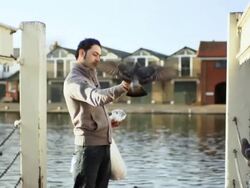 MS Man holding and feeding pigeon on dock in front of houses and river / Wiltshire, England, United Kingdom Stock Footage