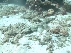 Crocodile fish (Cymbacephalus beauforti) on sea floor Stock Footage