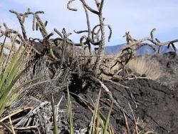 Volcanic Rock Stock Footage