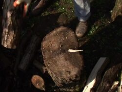 HD: Cleaving Wood Stock Footage