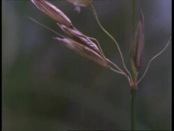 T/L flower - CU Grass stamens opening, natural background Stock Footage