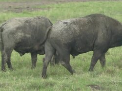 Buffalo Stock Footage