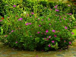 Flower bush Stock Footage