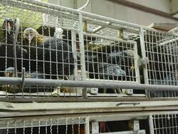 Chickens In The Cage Stock Footage