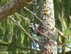 Woodpecker Stock Footage