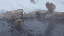 The Snow Monkeys of Yamanouchi in Japan learned the benefits of a good soak some fifty years ago and now several generations later, their descendants spend much of the freezing winter days relaxing in hot springs. (Jan. 9) News Clip