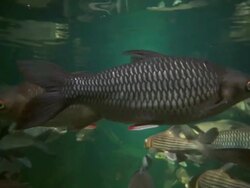 Watchful underwater traffic controller Stock Footage