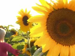 HD: Woman In The Field Of Sunflowers Stock Footage