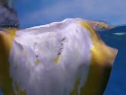 Stingray movement in aquarium Stock Footage