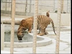 Authorities reject report of plan to sell tiger meat News Clip
