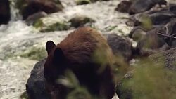 TS  shot of a black bear (Ursus americanus) walking across a stream (slow motion) Stock Footage