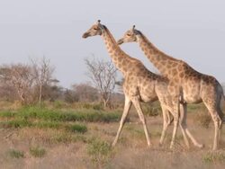 WS Giraffe herd  walking  / Central Kalahari Game Reserve, Botswana Stock Footage