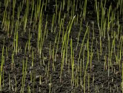 Grass growing and germinating Stock Footage