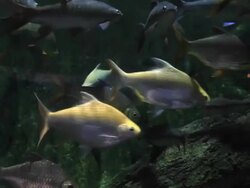 Freshwater Fish Stock Footage