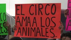 Mexico City joins several Mexican cities and states in banning use of animals in circuses News Clip