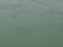 WS ARIEAL View of Seals swimming in reversing falls water / Maine, United States Stock Footage