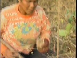 Mangrove forests first line of defence after the tsunami News Clip