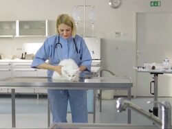 Vet In Scrubs Examining A Cat Stock Footage